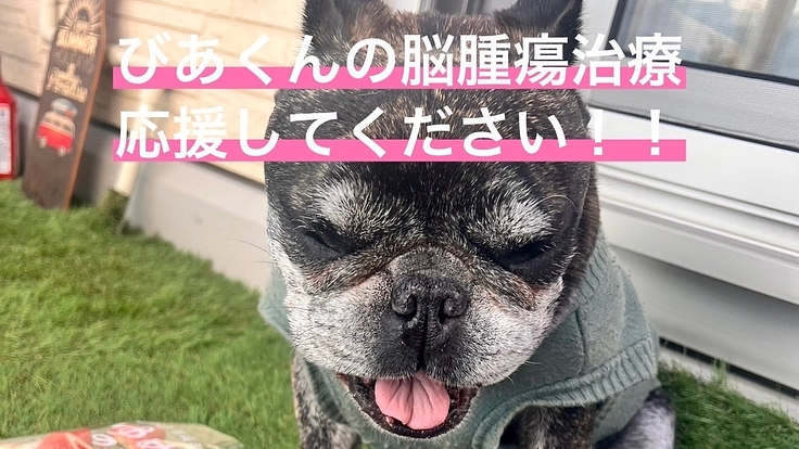 びあくんの脳腫瘍の治療の応援してください。