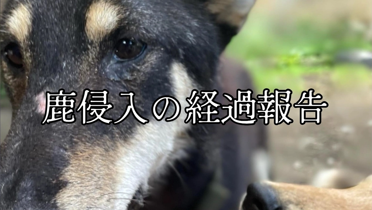 鹿侵入後の経過報告