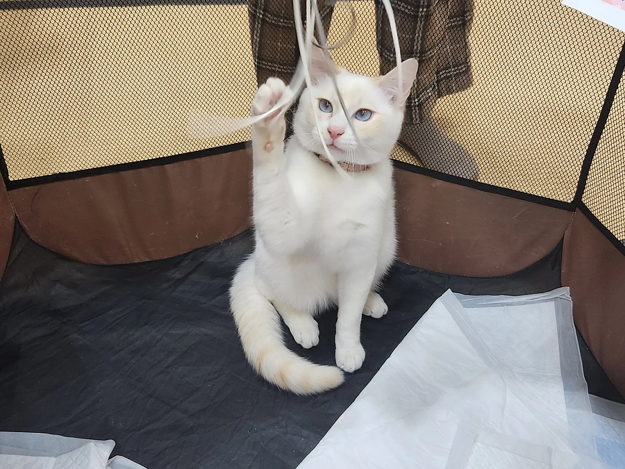 ２０２４年　譲渡会スタートしました(^^♪