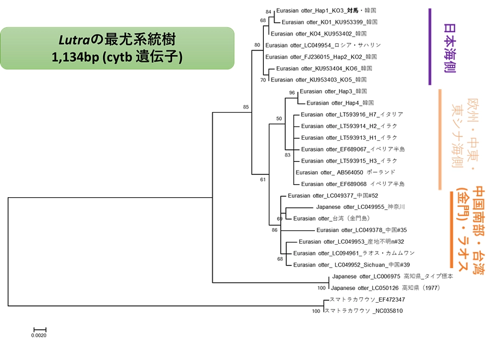 ニホンカワウソのはなし（分類と、高知大学の発表について）