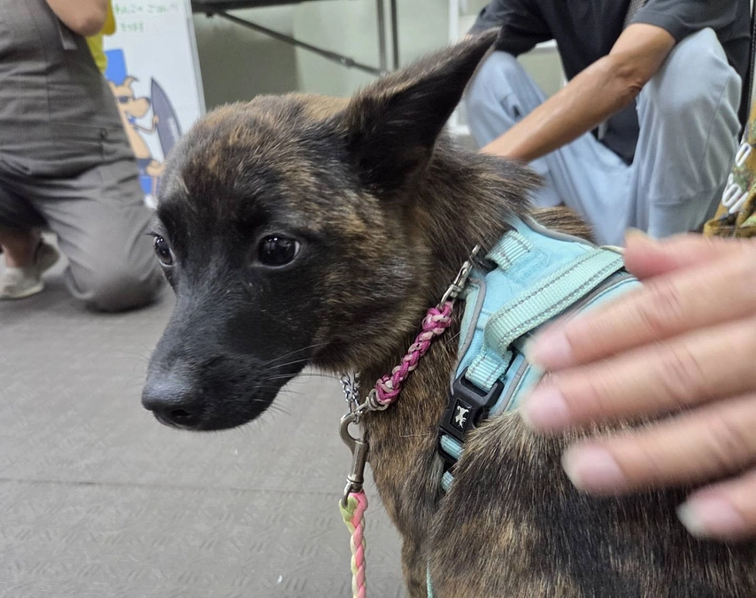 ページ訪問者700人まであと少し。先週の日曜日、譲渡会を開催しました。