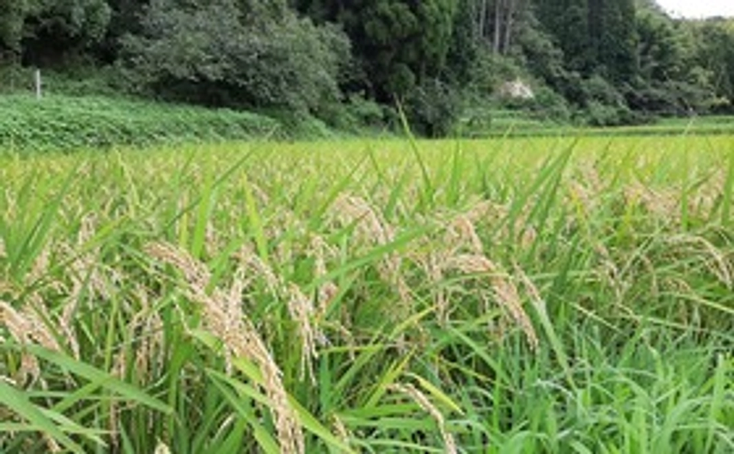 【農薬無散布】千葉県産ふさこがね 白米 10 kg (送料込み)