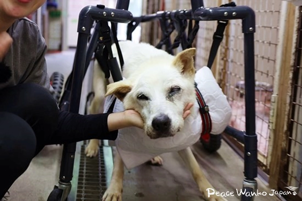 心臓病と闘う！推定17歳の「ヒルマ」