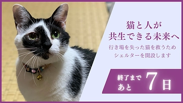 行き場を失った猫を救うため。安心して過ごせる施設を佐渡島に作りたい のトップ画像