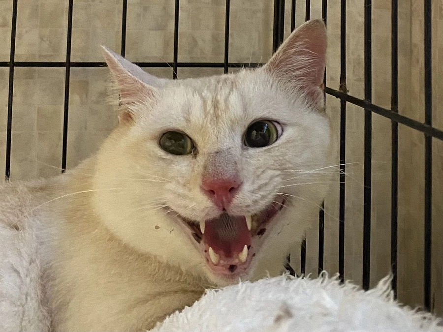 新しく保護した猫たちとその飼い主さん