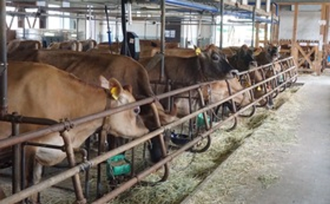 リターン2【気持ちで応援!】コーンを牧場の餌に加工する工場に送って廃棄処分から救う!