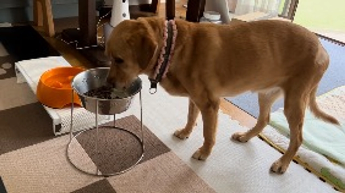 ウィルの変化。