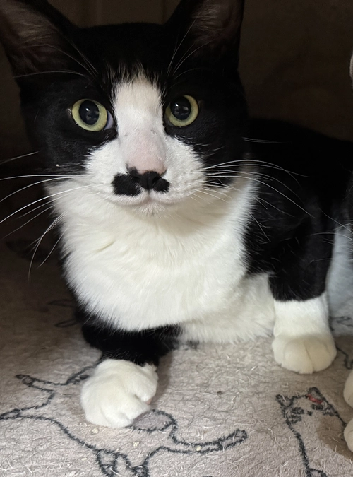 《17匹目》痩せましょうキーちゃん【猫紹介】