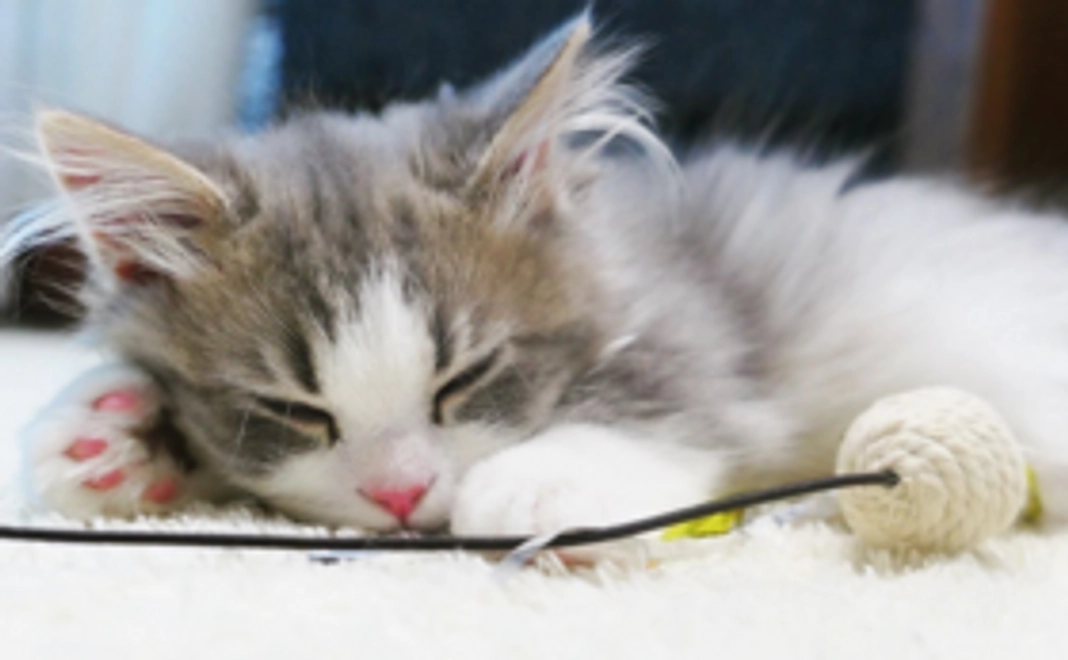 お礼のメッセージ+画像3点