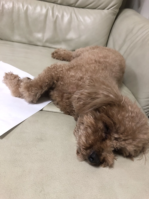 残り期間わずかとなりました。ありがとうございます。