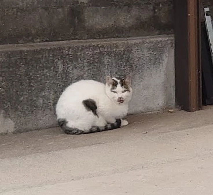 🐈ヨッちゃんが姿を消した日～野良時代編～🐈