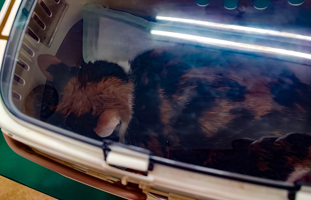 【Vol.1 3/18】ご支援のお礼と、リブの当時の状況について