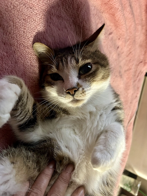 FIPドライだったルイくん寛解後も安定してますので里親募集再開しまーす❣️