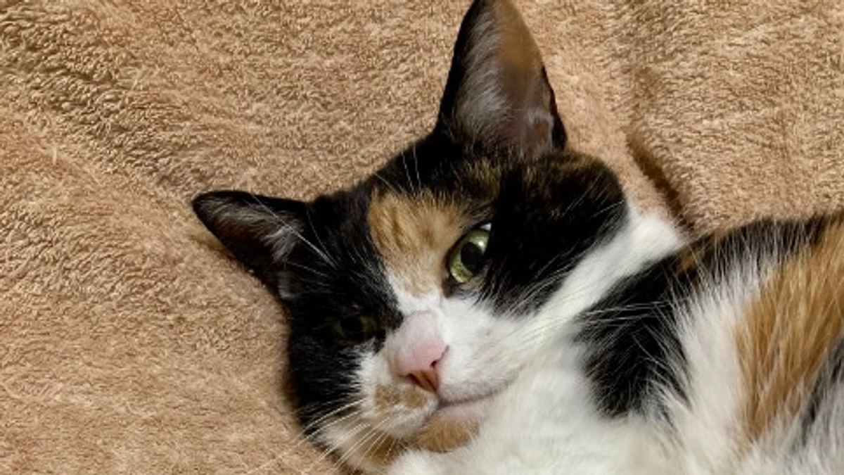 ■活動報告_4：通院報告と「代理支援」のご案内