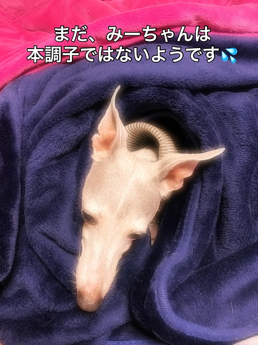 まだ本調子ではないです💦