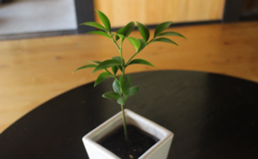 熊野の御神木・なぎの木の苗木を送ります