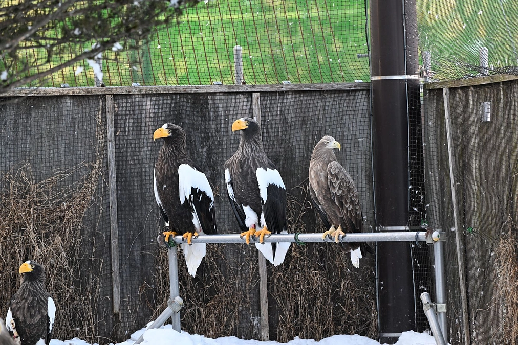 野生に帰れないワシ達の飼育環境改善に向けて