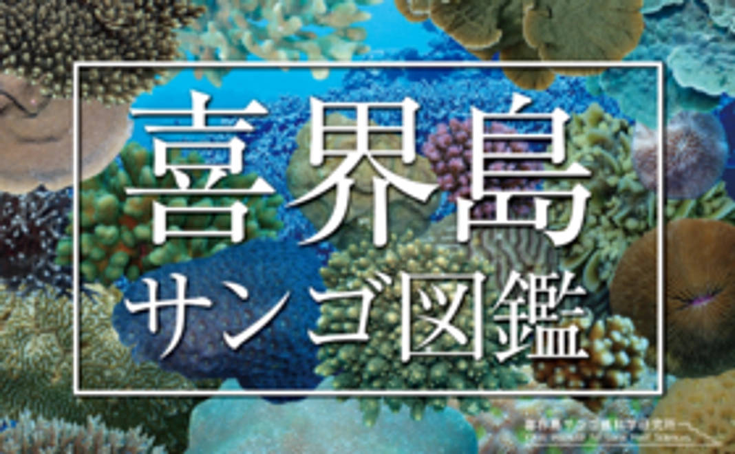 サンゴ図鑑【正式出版】