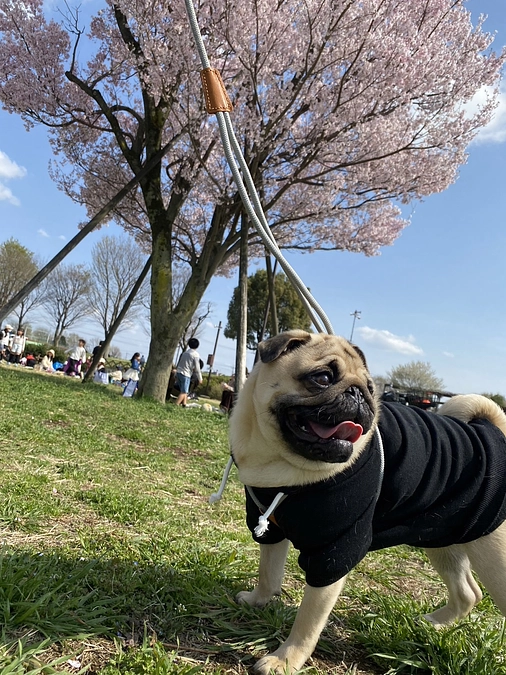 傷口付近の毛があまり生えてこないので、最近は洋服を身に着けるようになりました。