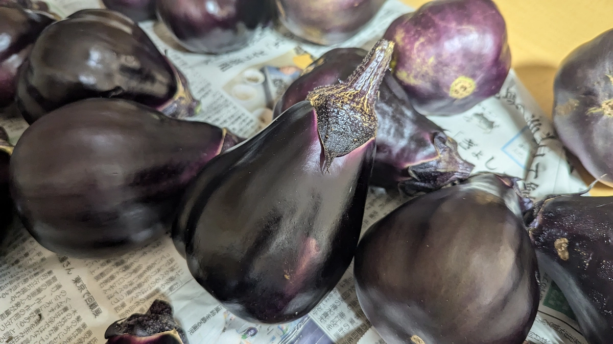 【野菜栽培レポート】松山長（長なす）、絹かわなすを収穫しました！！