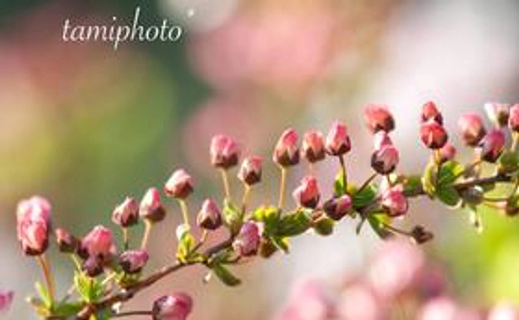 【数量限定5個】セミナーチケット1,000円×2枚