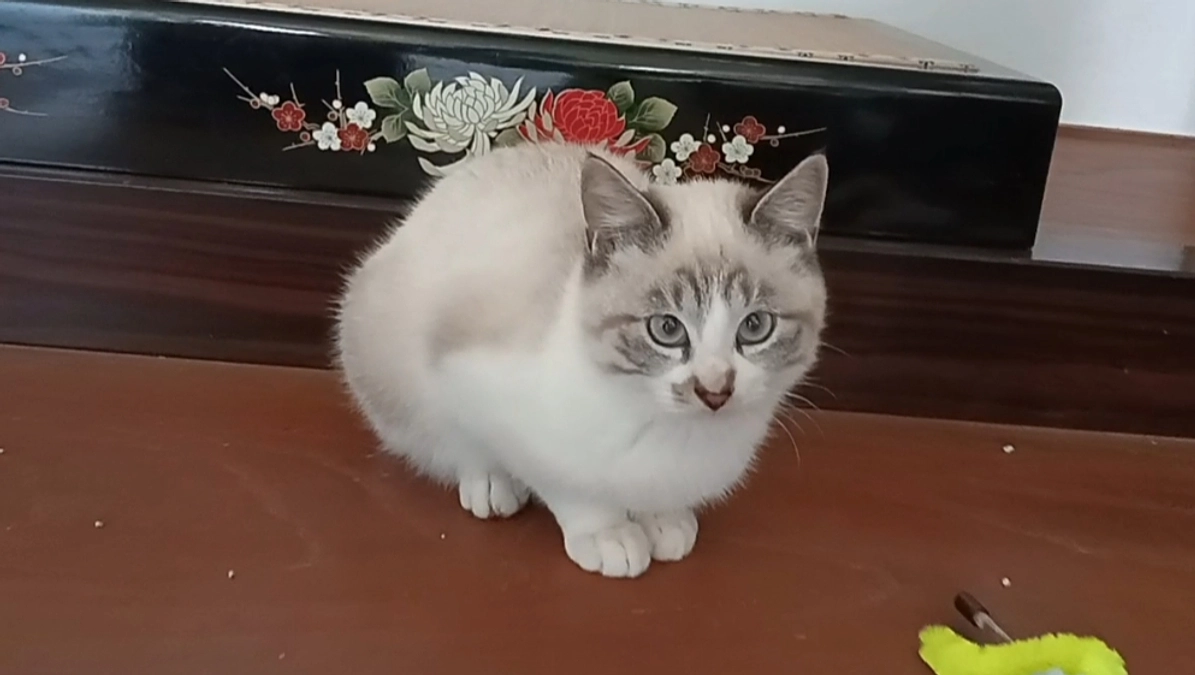 シャムちゃんお家決定🎵