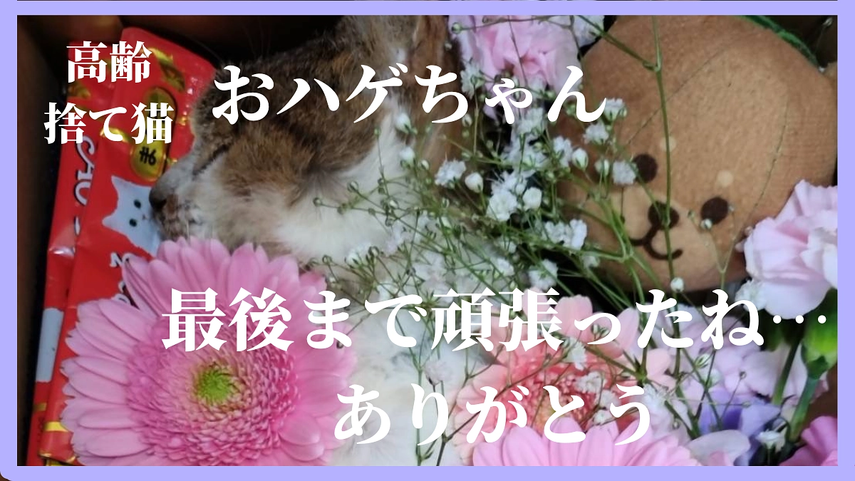 高齢・捨て猫…体毛が1本も無かった壮絶な過去。