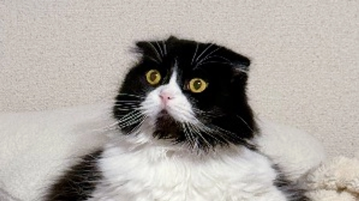 残り16日。ししゃもどこ見てる？