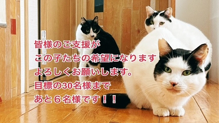 ハッピーりぼんサポーター募集！人と動物が共に生きる社会を目指して！