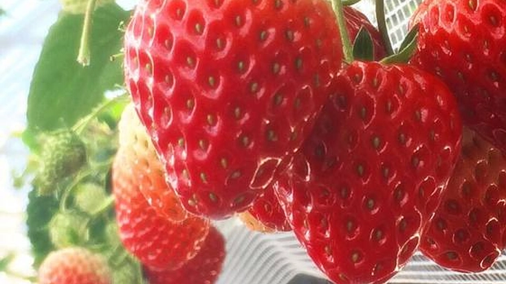 いちごハウスを建設し、岐阜県山県市の地域を活性化させたい！