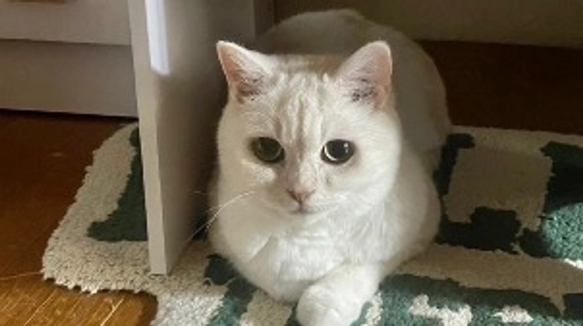 💊みしぇるのお薬投与について💊