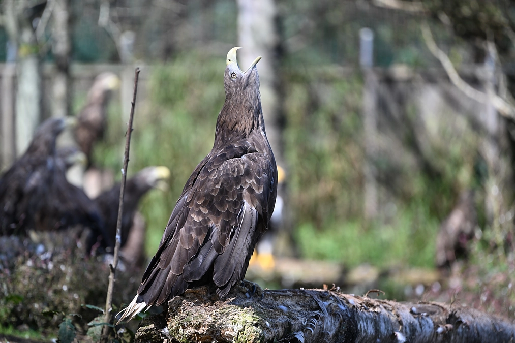 クラウドファンディングを通して、保全活動にご参加いただきたい