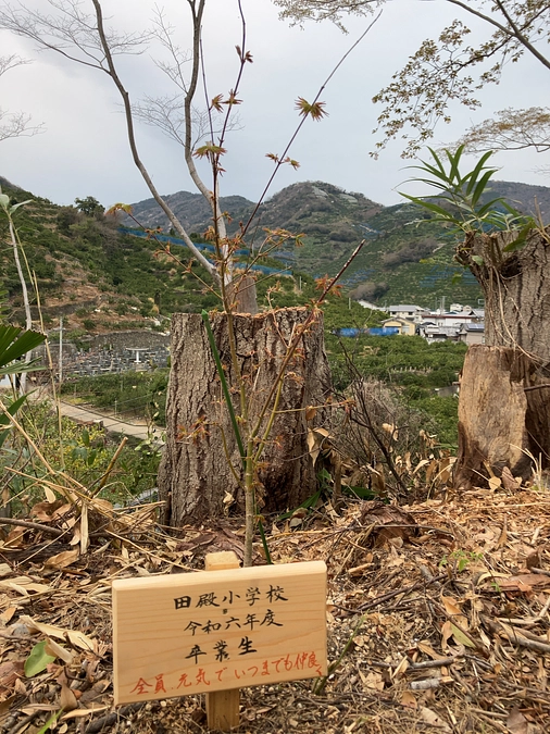 植樹してくれた紅葉に芽生えが見えます
