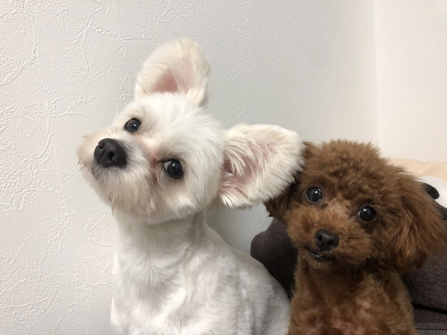 そるとの相棒紹介🐶🌸