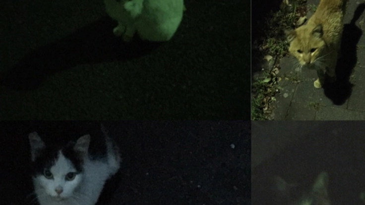 不幸な命を増やさないために去勢避妊手術にご協力ください！