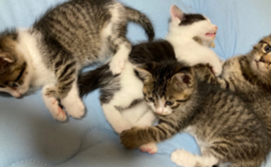 お気持ち支援|3000円