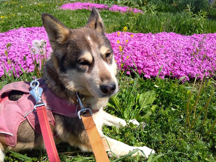 しっぽの会で過ごして10年　エールの日々