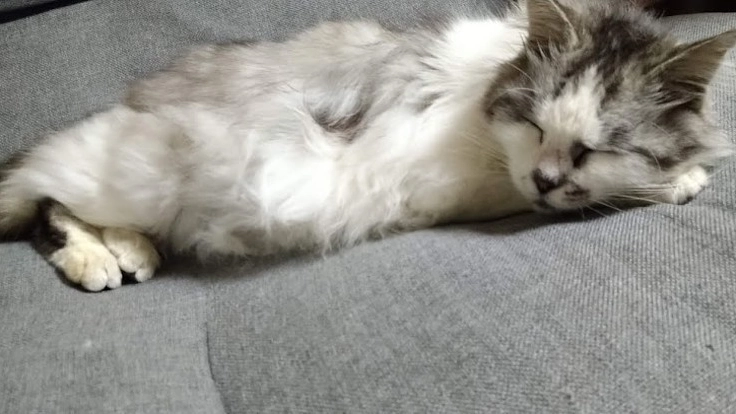 愛される地域猫と殺処分ゼロへの取り組み