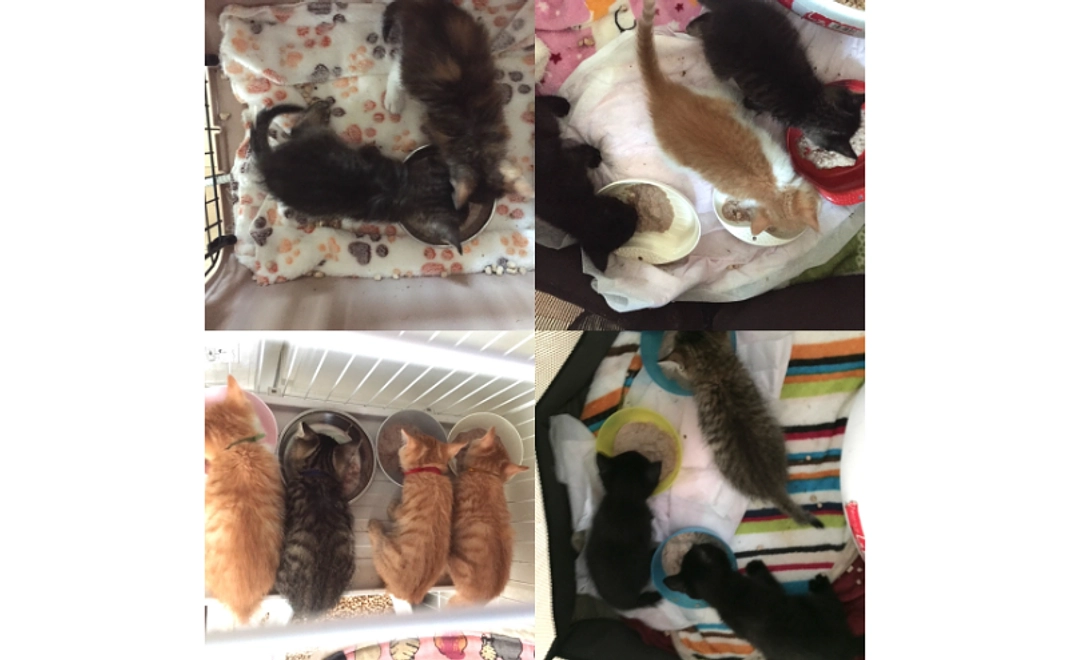 もぐもぐにゃんからありがとう(リターン不要の方向け応援コース)