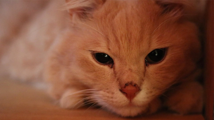 猫伝染性腹膜炎(FIP)を「不治の病」でなくすために