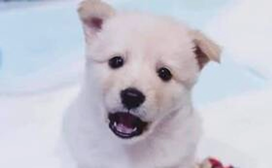 5千円｜応援コース