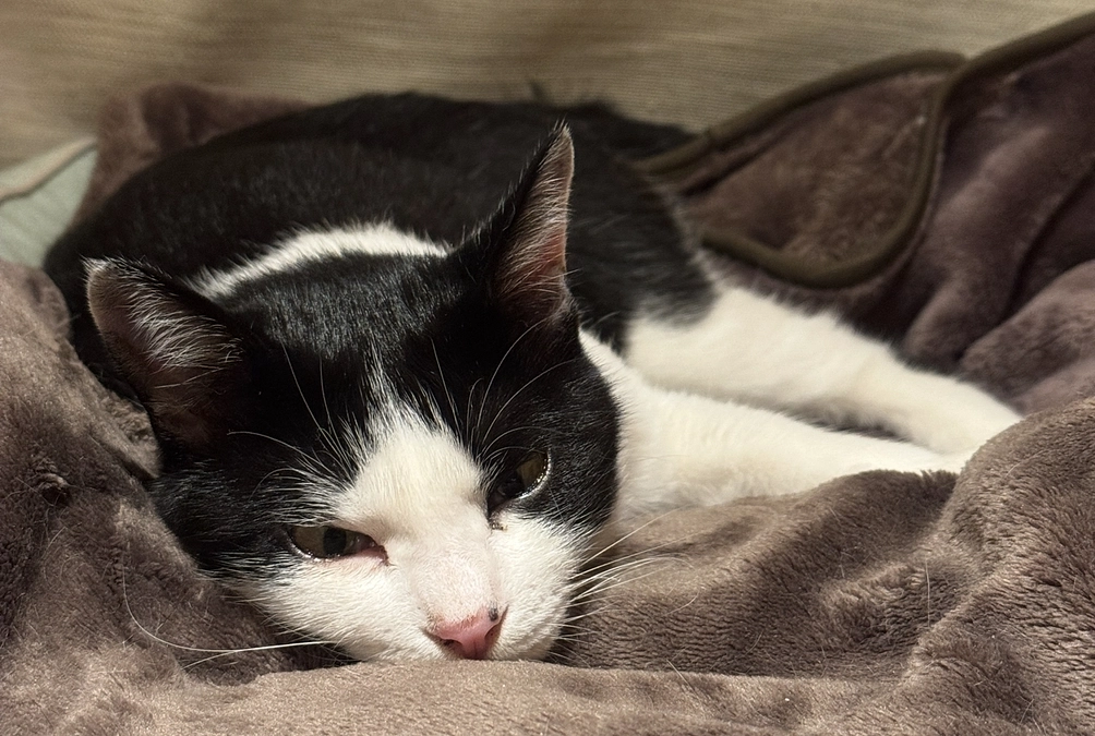 アテネの食器の高さ調節