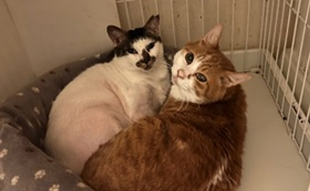 ネコの缶バッチ