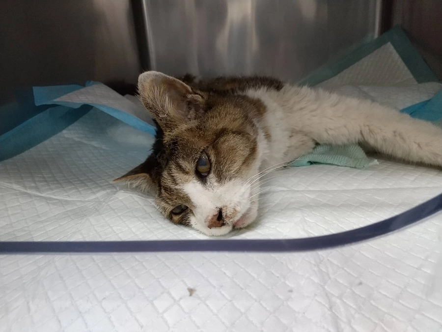 惜しみない愛護、惜しみない医療