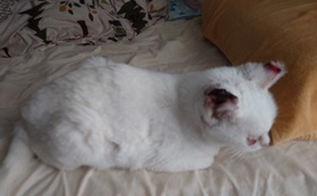 ①リターン不要