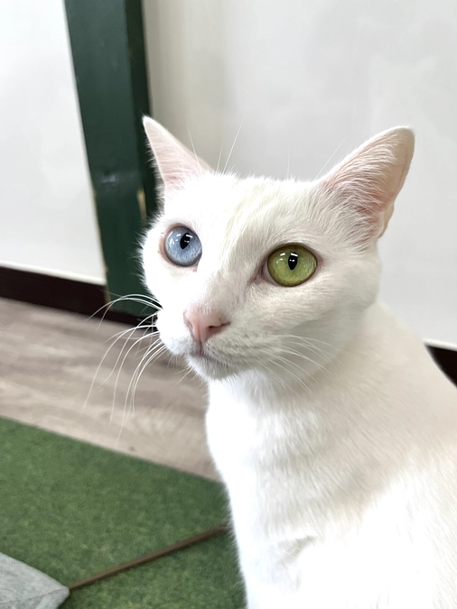 応援コメントのご紹介その1