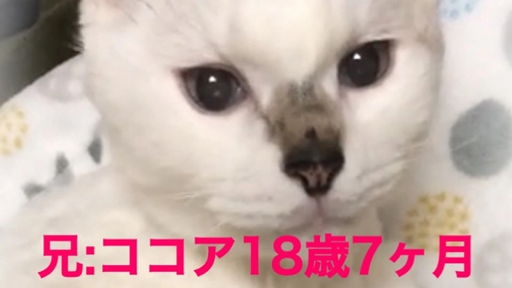 腎不全&甲状腺亢進症の18歳ココアと亡きミントにご支援願います