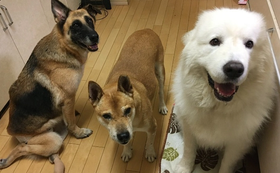 全力応援コース｜1万円