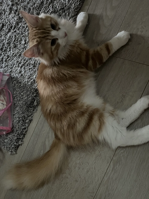 本日の琥珀くん！