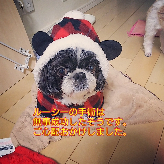 ルーシーの手術成功しました。